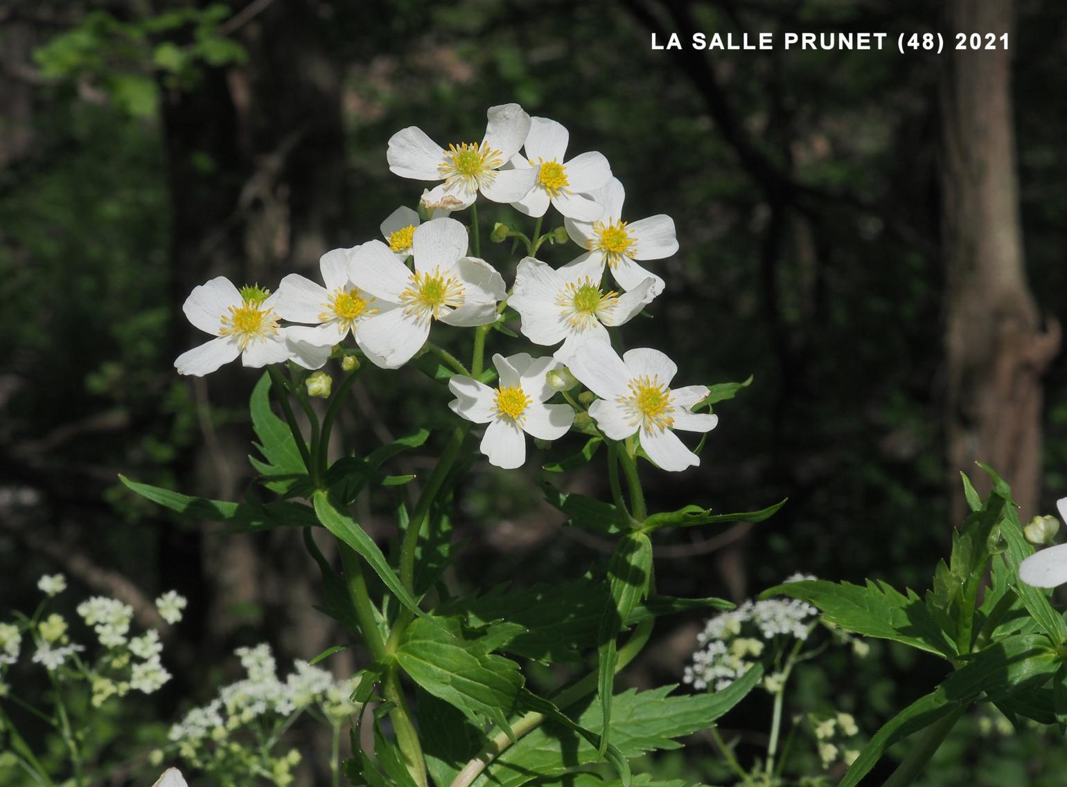 Buttercup, White